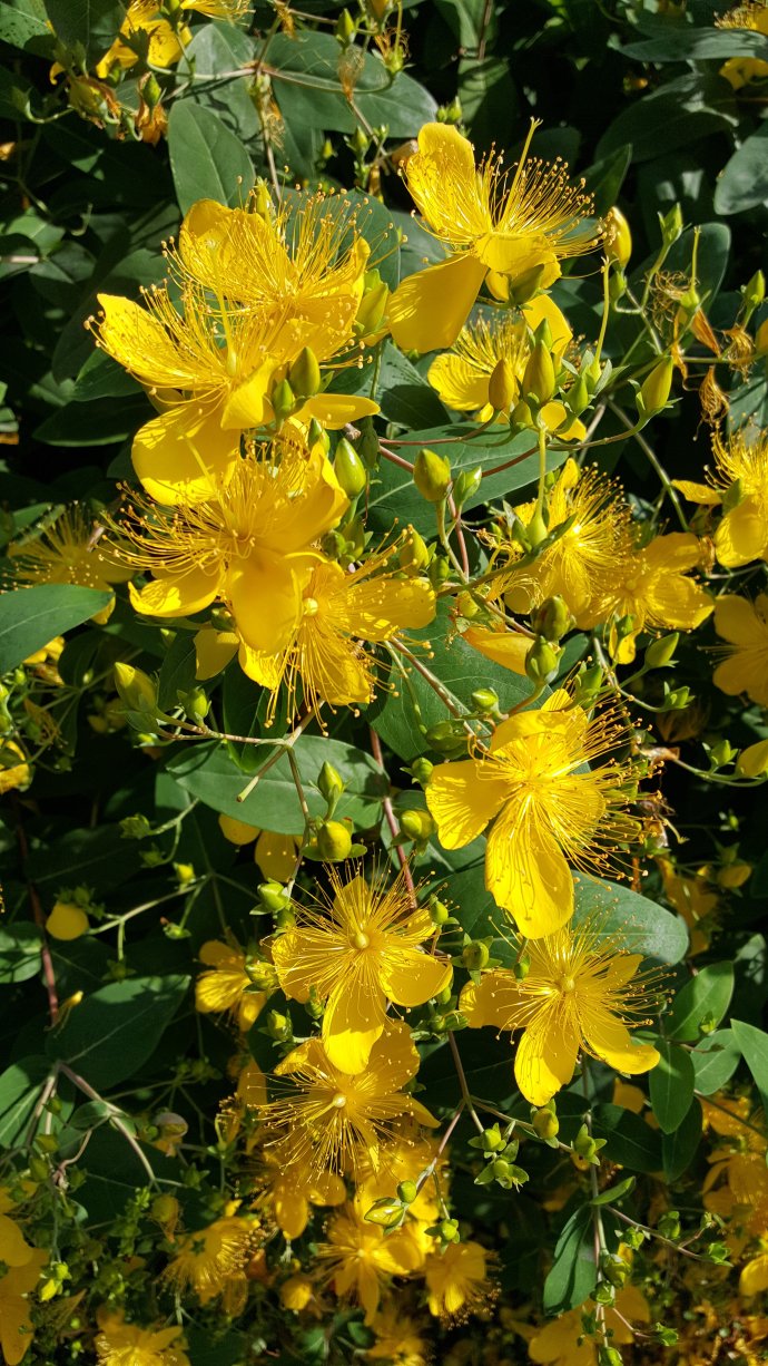 38.金丝桃常见的一种松树,常年能够保持叶子翠绿.37.