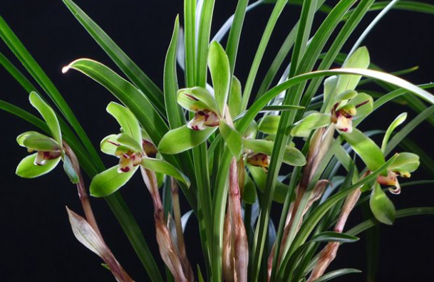 兰花有多少品种(一张图让您明白兰花所有种类) - 青木春