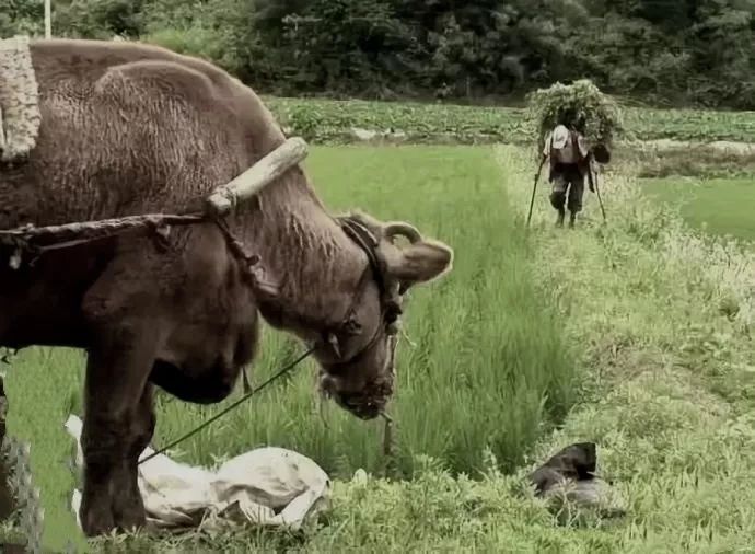 余华《活着》15句经典，直戳成年人内心，第一次读就泪流不止