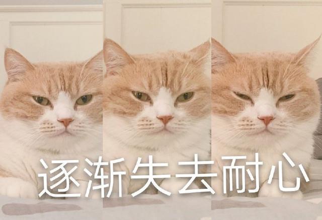 猫咪表情包合集｜我就是馋你的身子