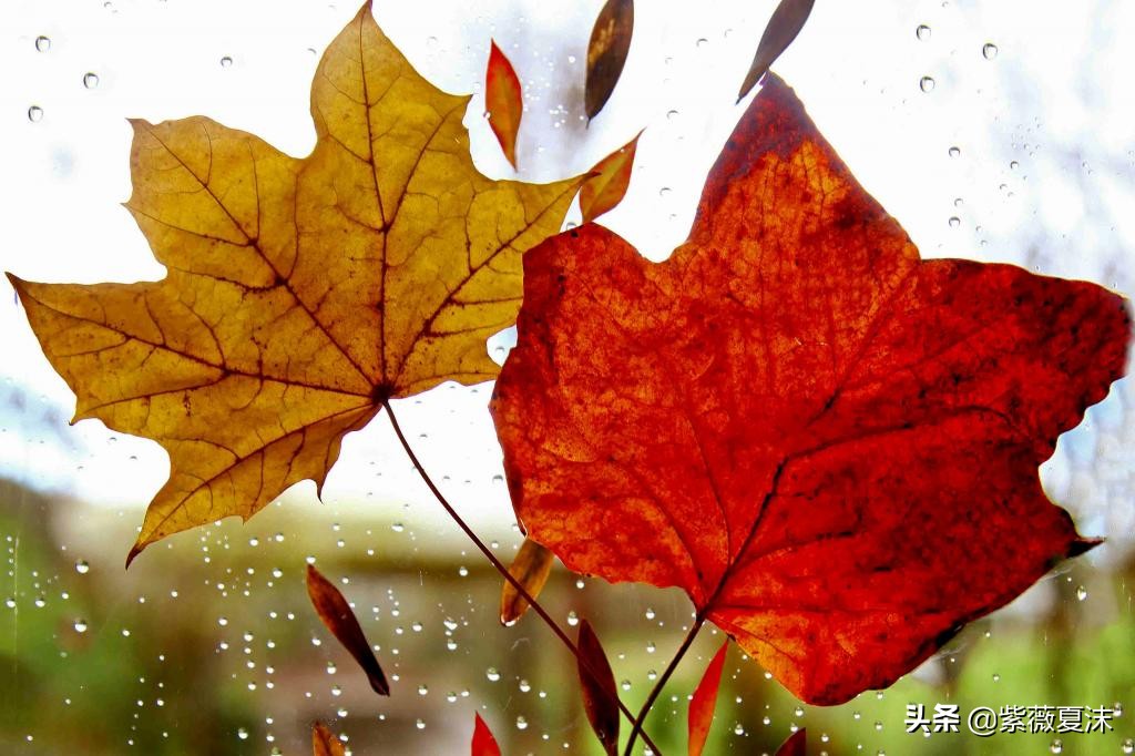 重阳节的秋雨唯美句子，一场秋雨一场寒