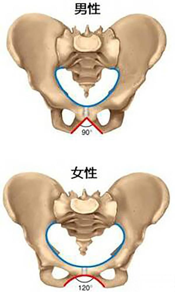 男女盆骨區別圖片(人類雌性真的比雄性好看嗎) - 赤虎壹號