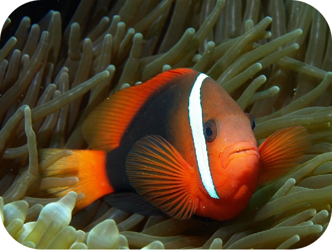 小丑鱼怎么养(带你认识小丑鱼)