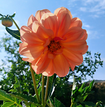 不同节日送的花（适合送花的节日）