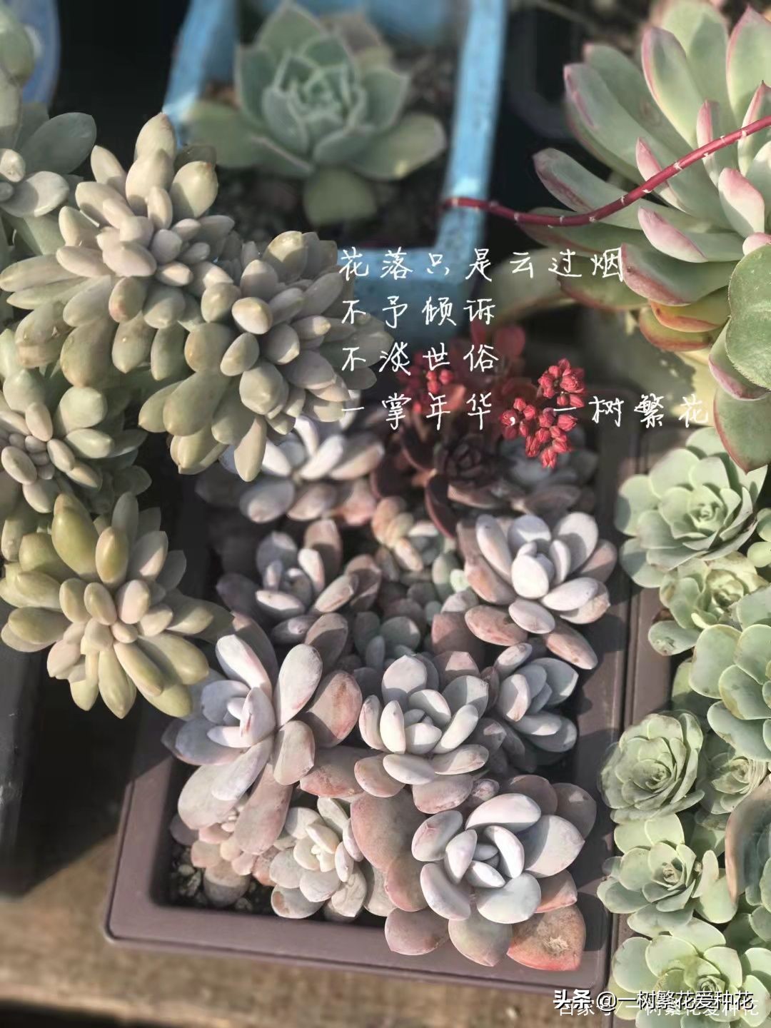 跌落神坛的20种多肉，当年贵到下不了手，现在终于可以随便买了