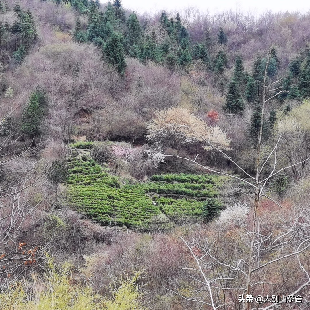 大别山采茶日记，茶季总结：茶歇犹依依，回首数峰青