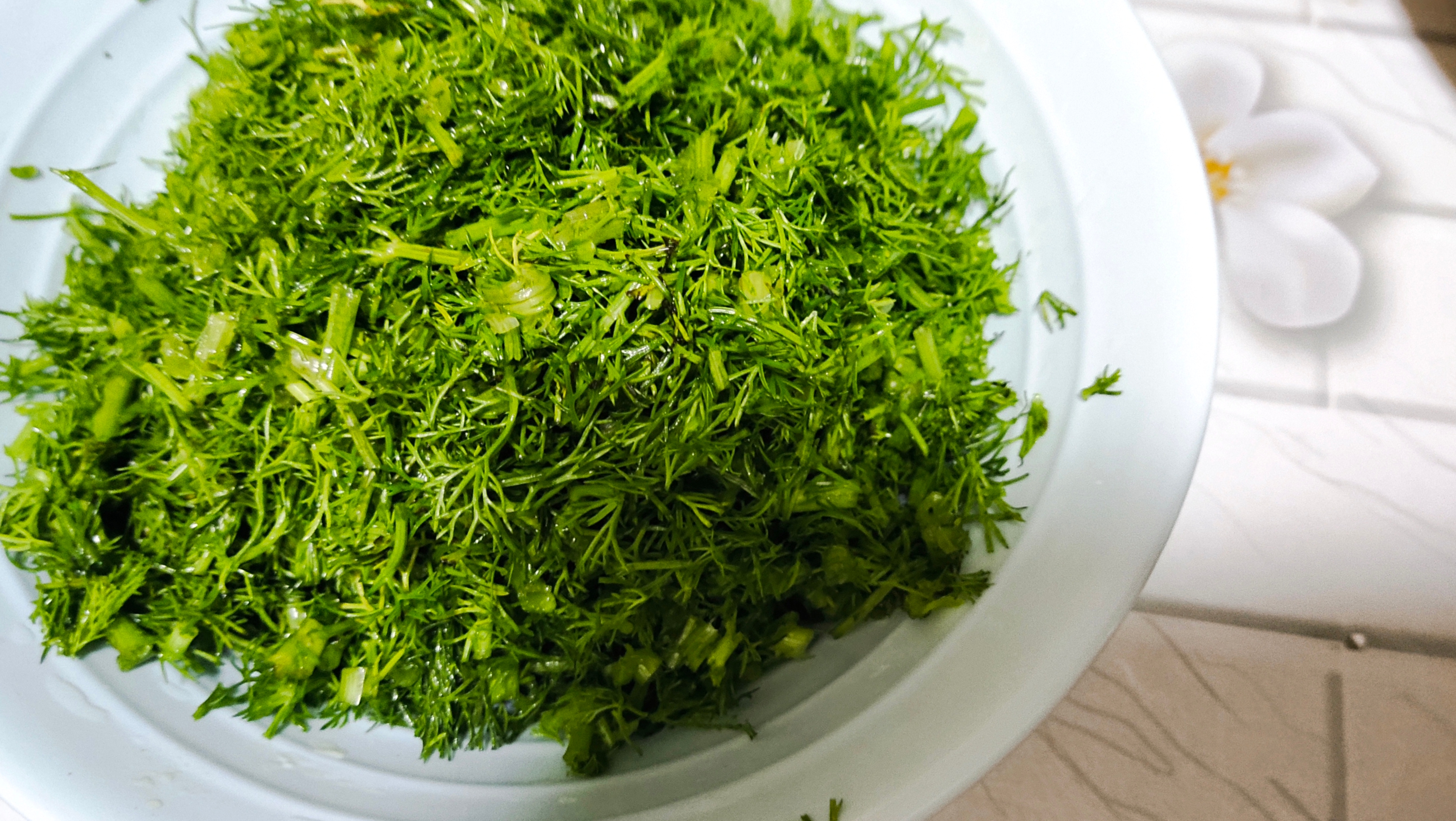 冬天茴香是个宝，和猪肉包成饺子，记住2放1不放，鲜香味美真好吃