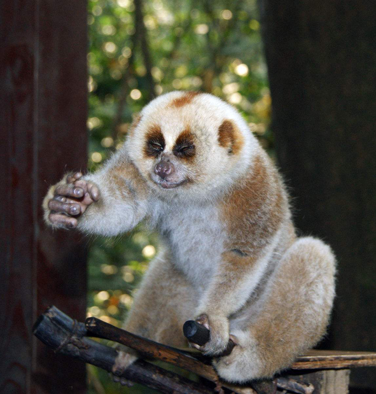 蜂猴:因可爱险些被人捕捉殆尽,看似人畜无害,其实却是用毒高手