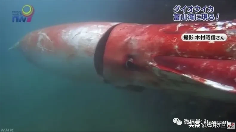 巨型乌贼长什么样（海洋中的巨型头足类生物）