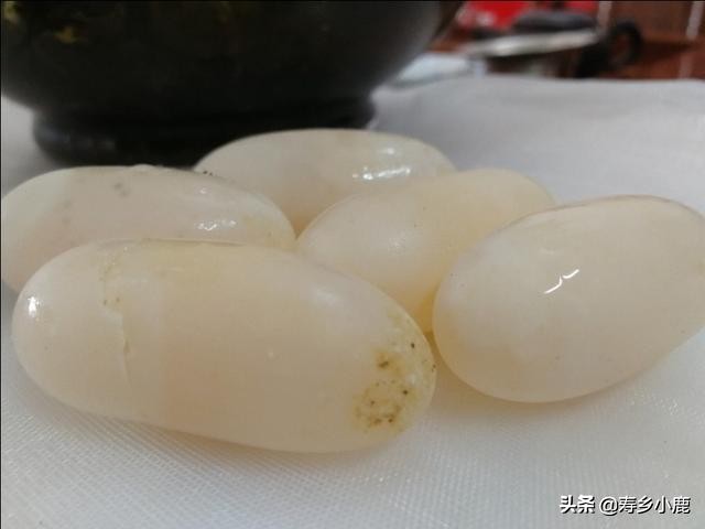 黄喉拟水龟的基本介绍（石金钱龟）