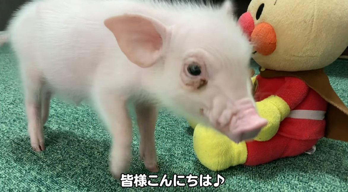 日本极具争议的话题，可爱小猪100天记录，最后烤来吃掉