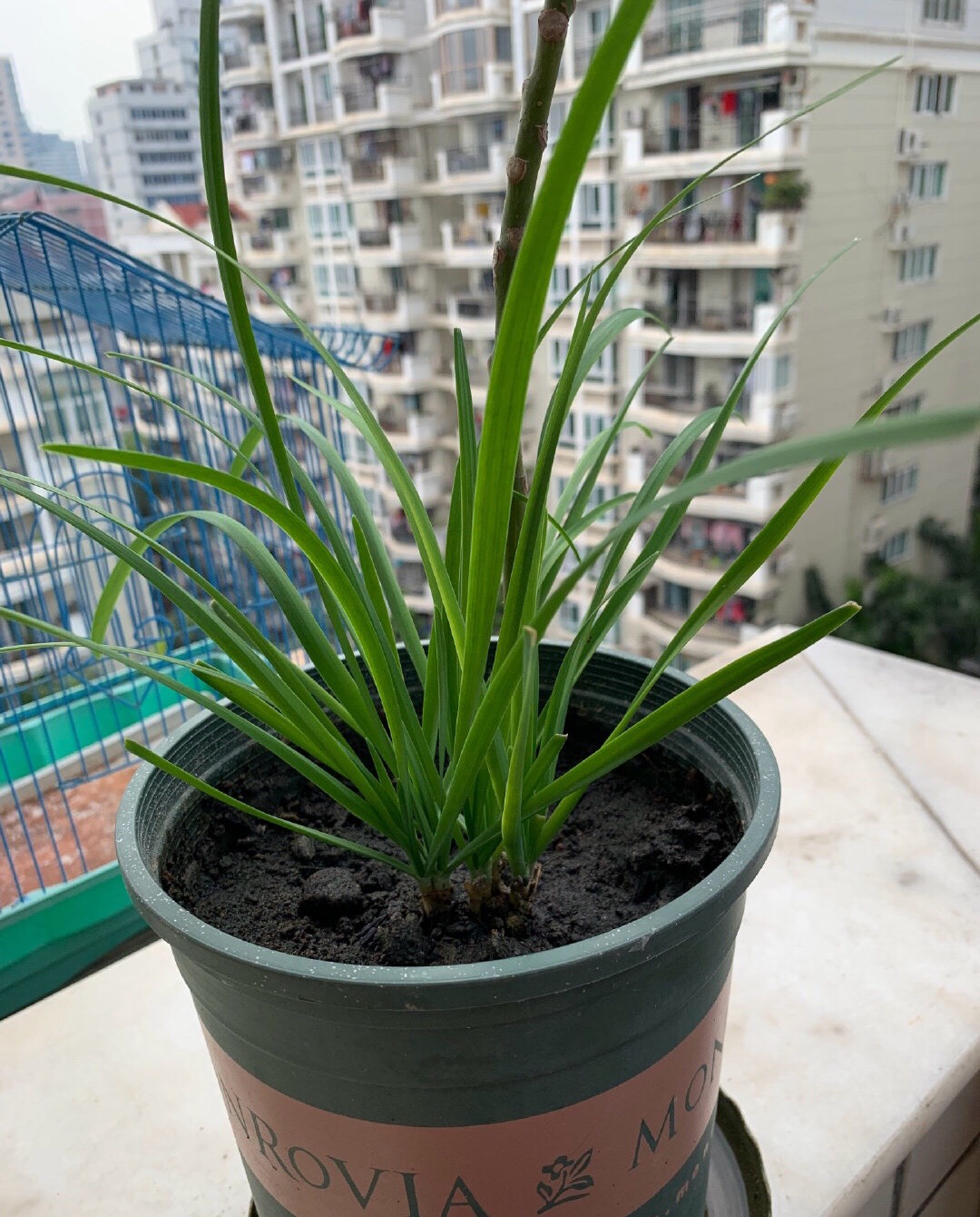 阳台种一盆韭菜(阳台盆栽韭菜)