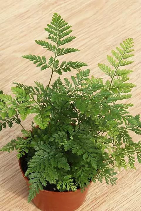 人养花，花亦滋养着人！100种室内盆栽花草图鉴，有您喜欢的吗？
