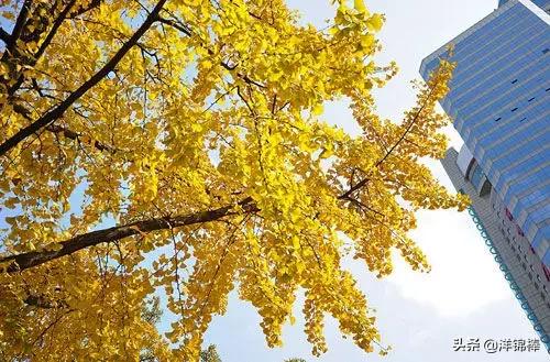 银杏黄了！带你探寻上海35处观赏地
