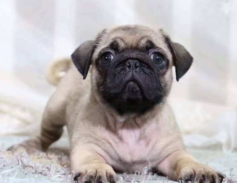 巴哥犬,一种脸上写着"我有说不完的惆怅"的狗狗,但实际上非常活波可爱