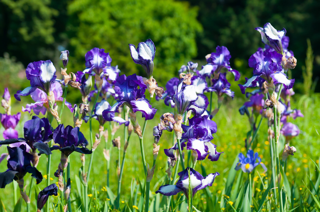 掌握正确的栽培技术，蓝蝴蝶翩翩起舞，回头率百分之二百！