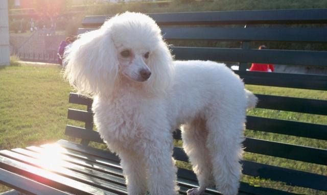 小狗爱咬人怎么训练不咬人