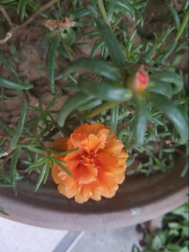 每个人都有诗和远方，那养花人的诗和远方又是什么呢？