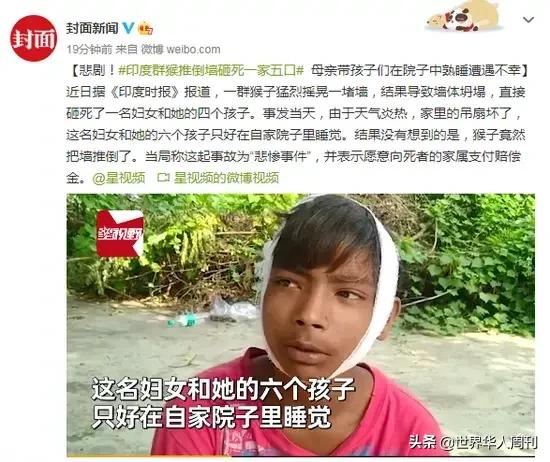 喝酒、抢劫、杀人、绑架,印度猴子为何无法无天?
