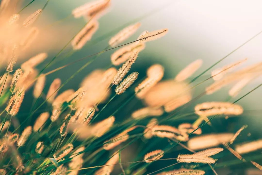 8首美好诗词：愿世间所有的美好，都是恰逢其时