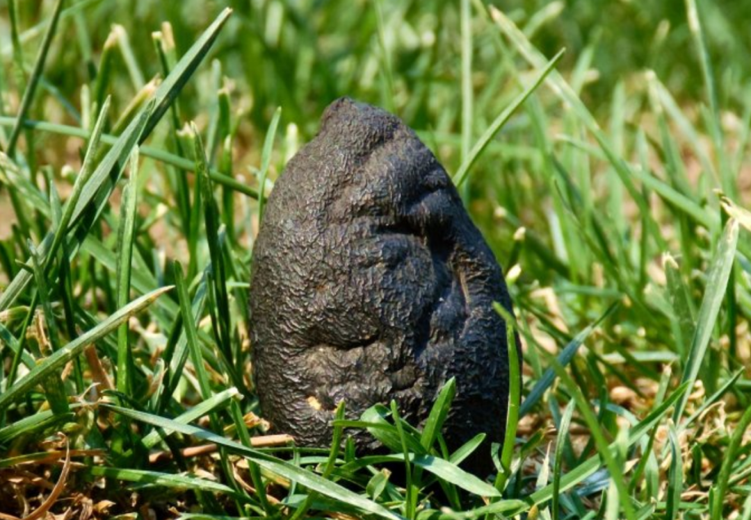 黑柄炭角菌:生于白蚁穴贵过黄金,人们挖到都不愿全卖,有何特殊