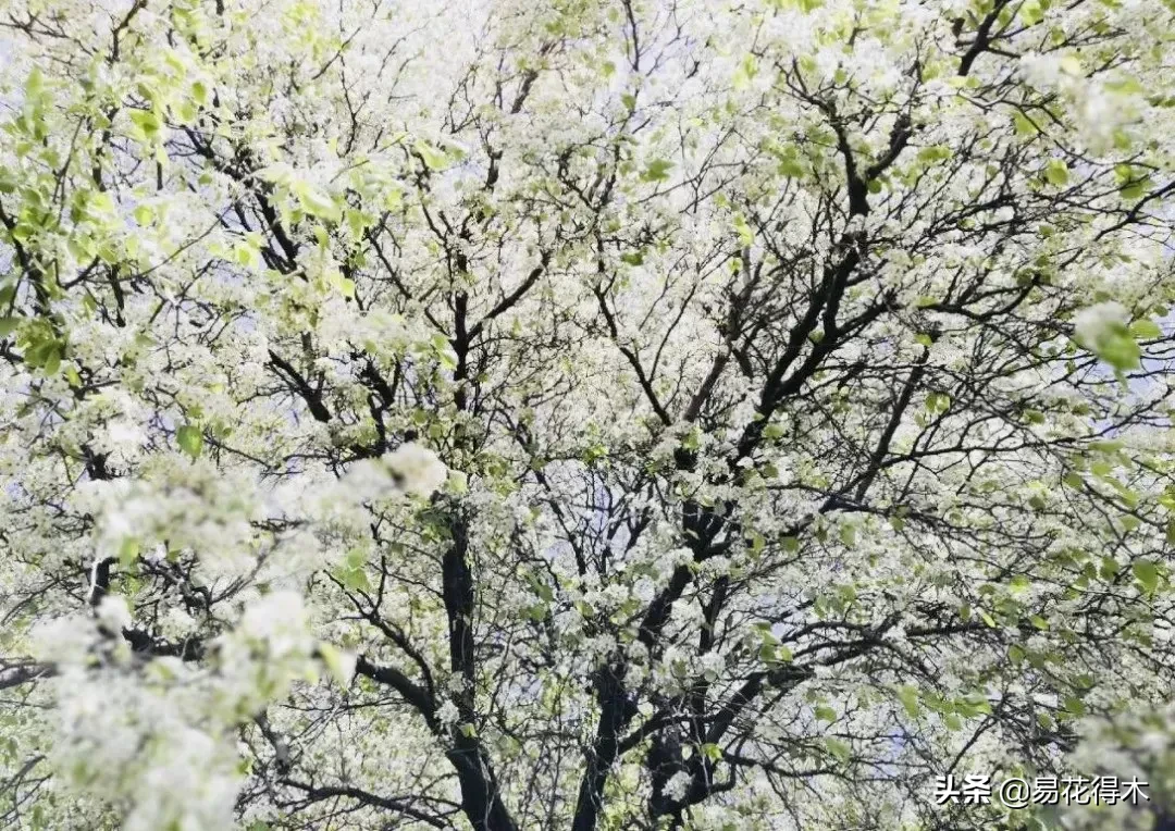 棠梨鉴赏｜东风二月淮阴郡，唯见棠梨一树花