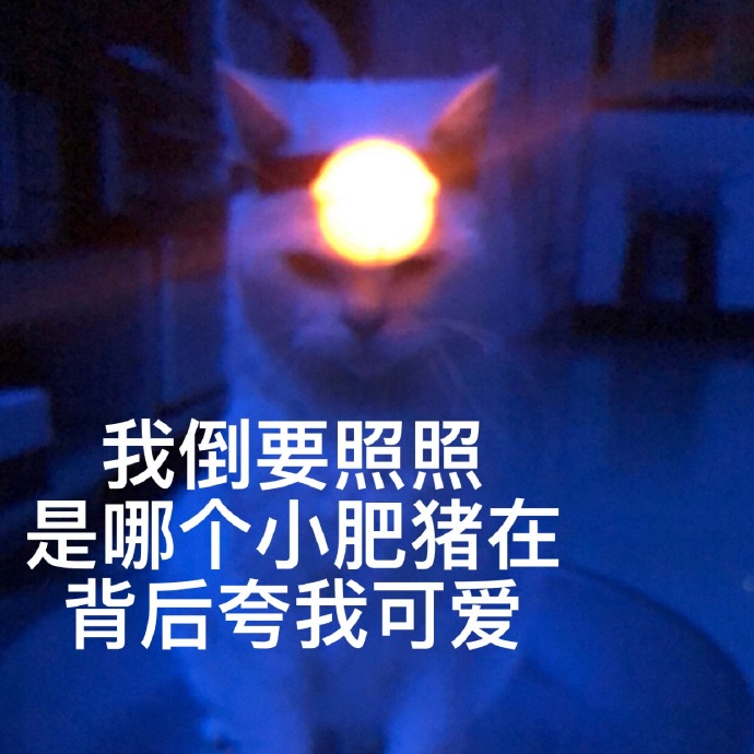 猫咪表情包｜睡了告辞