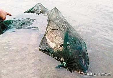 鱘魚怎么殺,鱘魚怎么做法