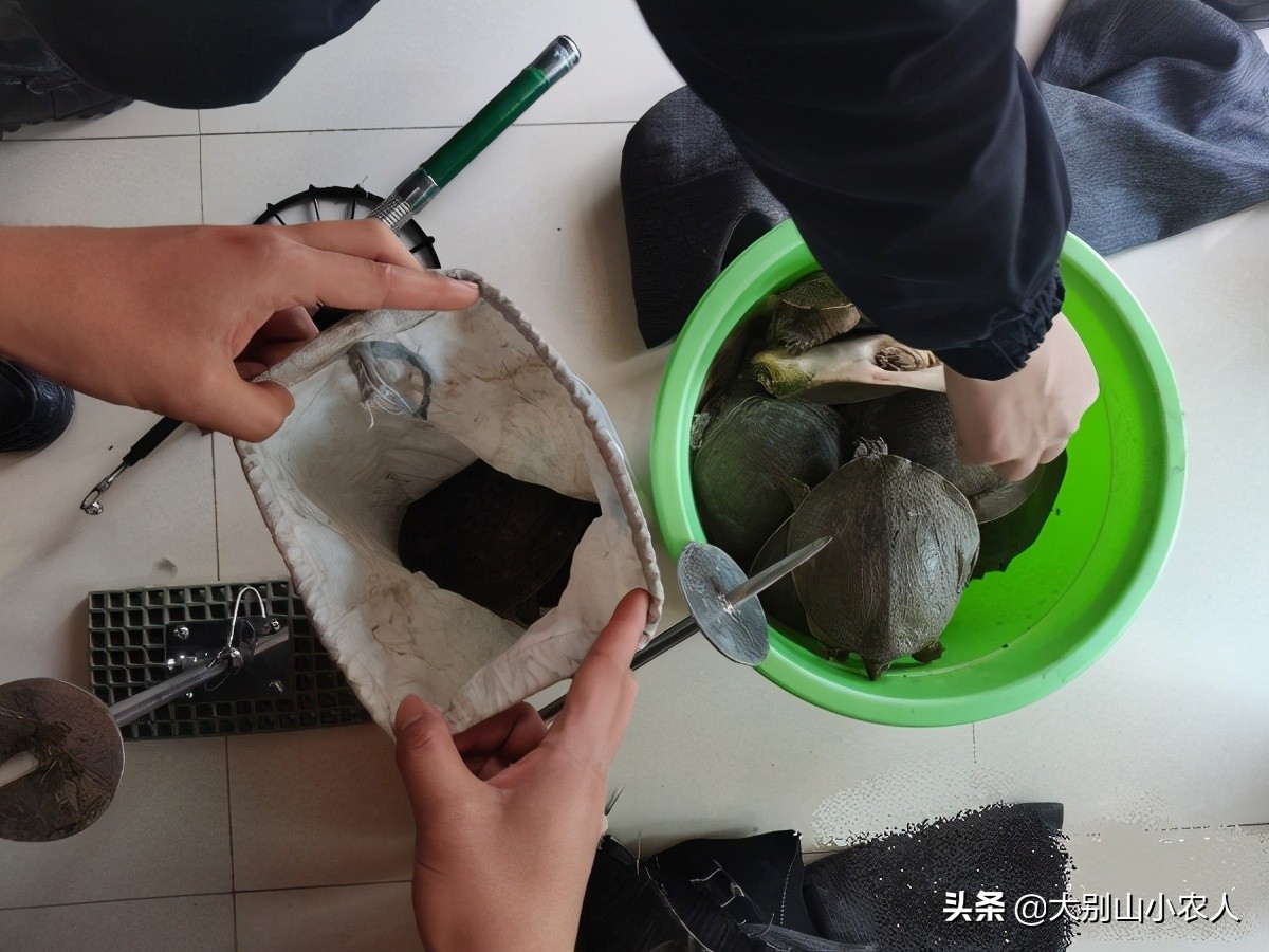 甲鱼枪在长江边耍横，巴掌大的小甲鱼钓了一桶，祖传手艺也要罚