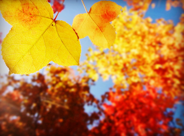 秋去冬又来，十首送秋的诗词，用诗词告别秋天，迎接冬天的到来