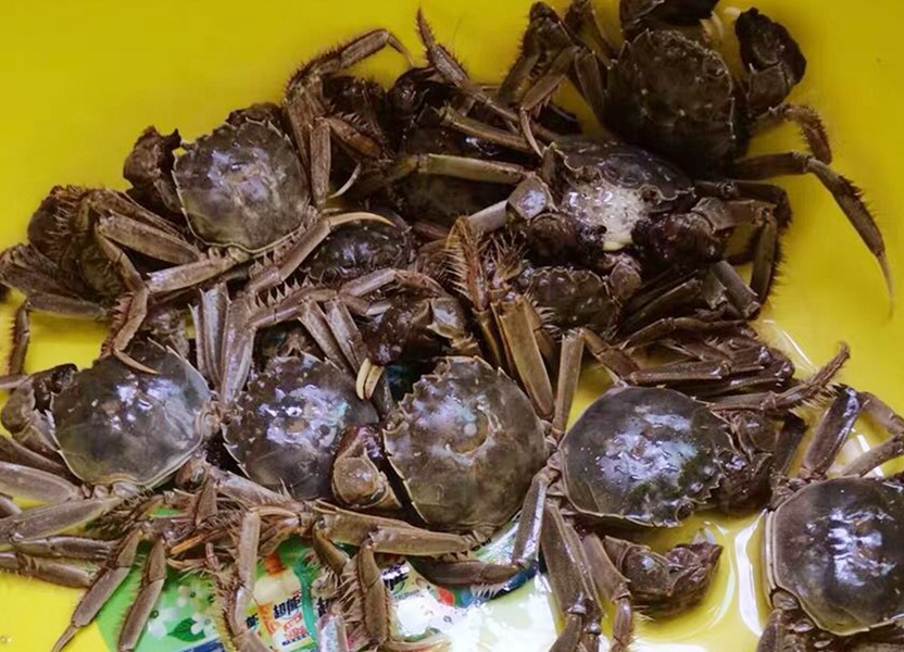 澳大利亚螃蟹(珍馐澳蟹口感极致飨宴)
