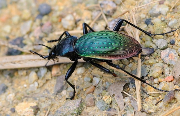 物种百科:硕步甲