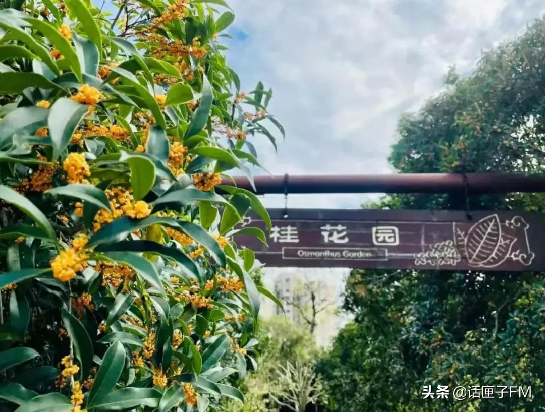 春夏咻冬?你要的上海的秋天来了!赶紧起床秋游去