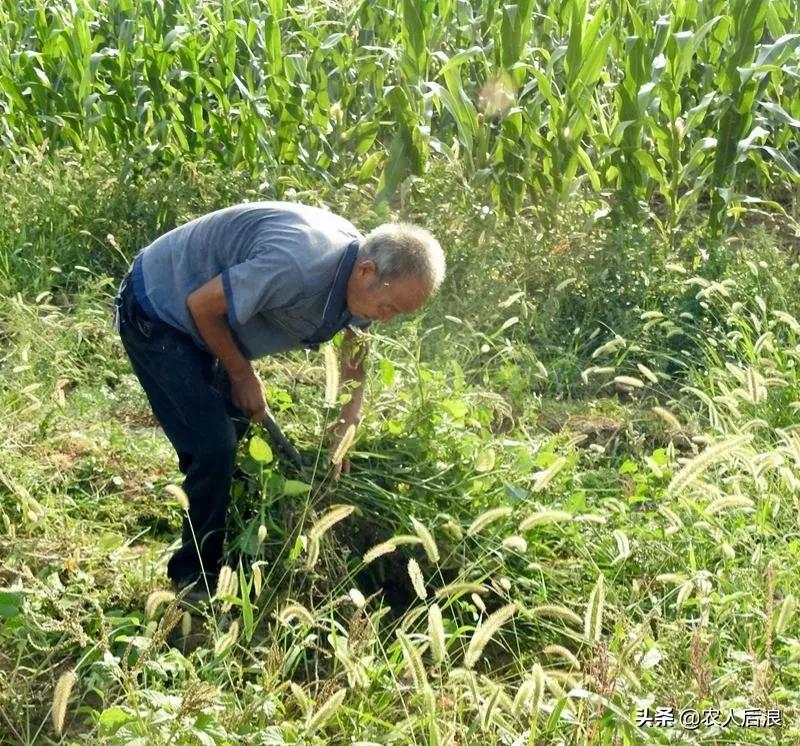 农村土地自愿有偿退出，一亩地补偿3万元，你愿意吗