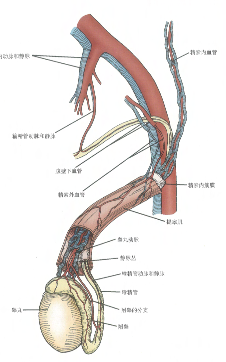 人类睾丸和附睾的动脉供应共有三个来源:睾丸动脉及其分支;输精管动脉