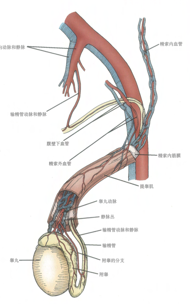 在肾动脉的下方,是内环以上精索的主要成分,与最终形成的蔓状血管丛