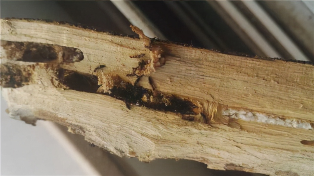 河南一女子背上全是疙瘩,竟是体外寄生蜂惹的祸?专家:这是益虫