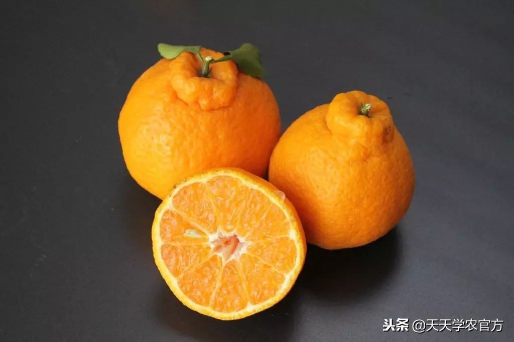 金秋砂糖桔尾货卖6块，都说今年柑橘市场不好，沃柑还能8块一斤？