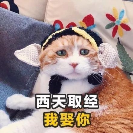 猫咪情话表情包合集 你就是有个缺点，缺点我