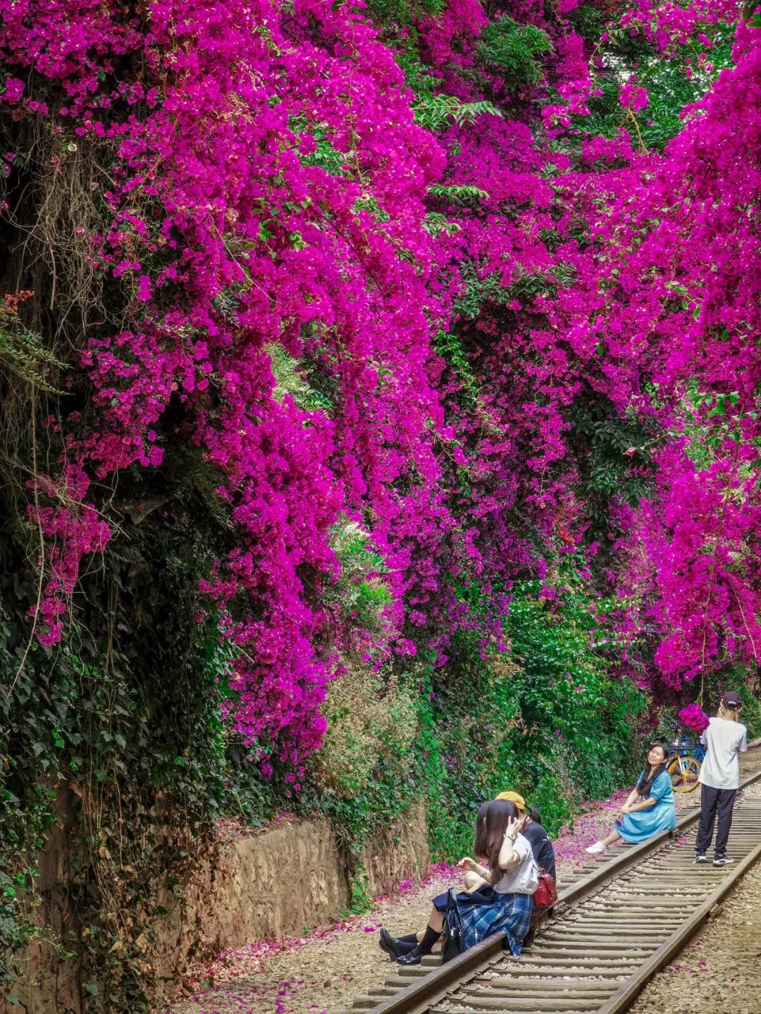 马住！继蓝花楹之后，昆明又添一网红打卡点