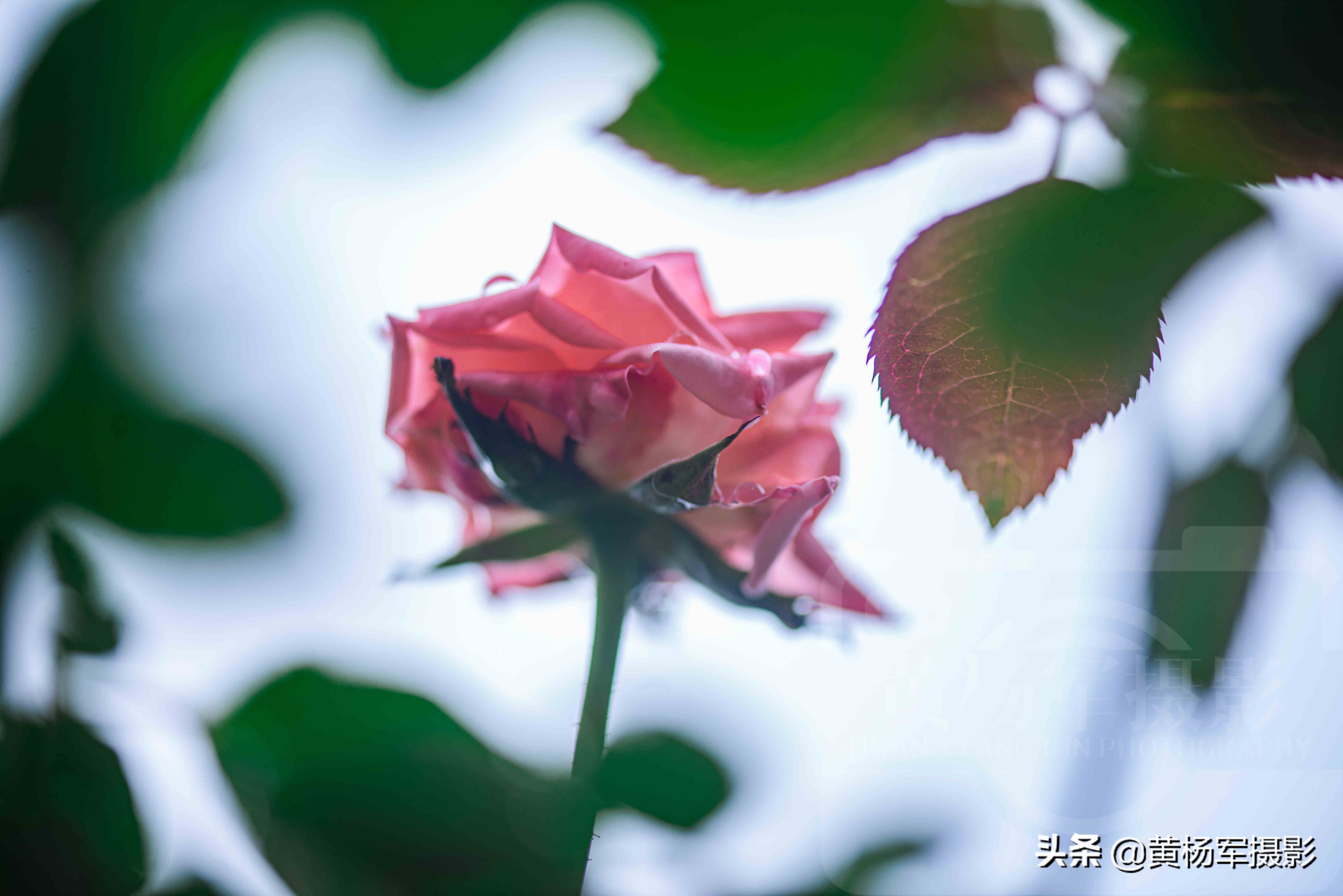 雨中娇艳盛开的玫瑰花，娇媚百态的花朵格外迷人，花朵芬芳自然美