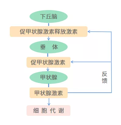 i甲小百科——切除甲状腺后，为什么我的身体会发生这些变化？