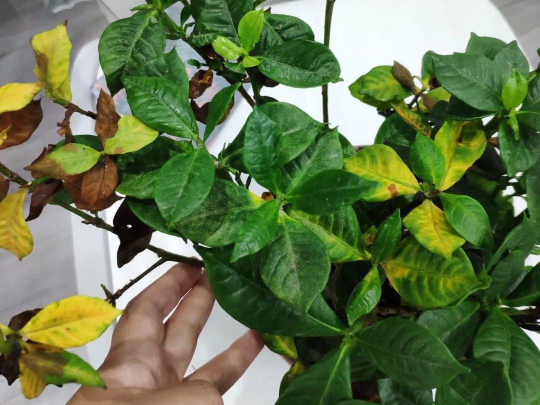 栀子花叶子发黄图解(各种植物黄叶的原因和解决方法)