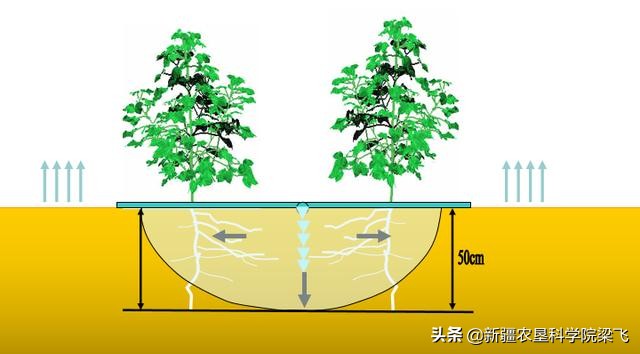 如何利用田间持水量和土壤容重确定滴灌作物一亩地的最大灌溉量？