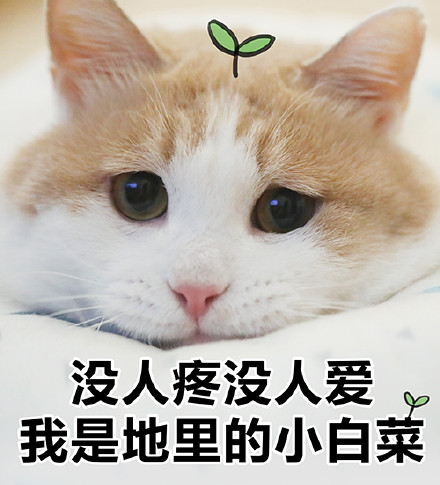 猫咪表情包｜没人疼，没人爱，我是地里的小白菜