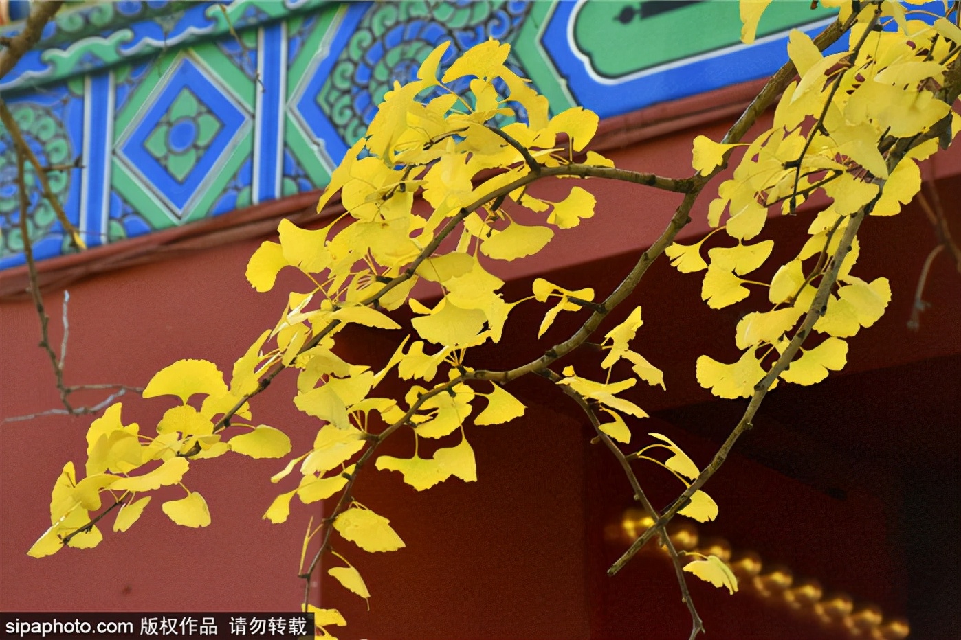 跟着打卡！“叶落的季节—漫步北京”14条赏银杏品文化线路来了