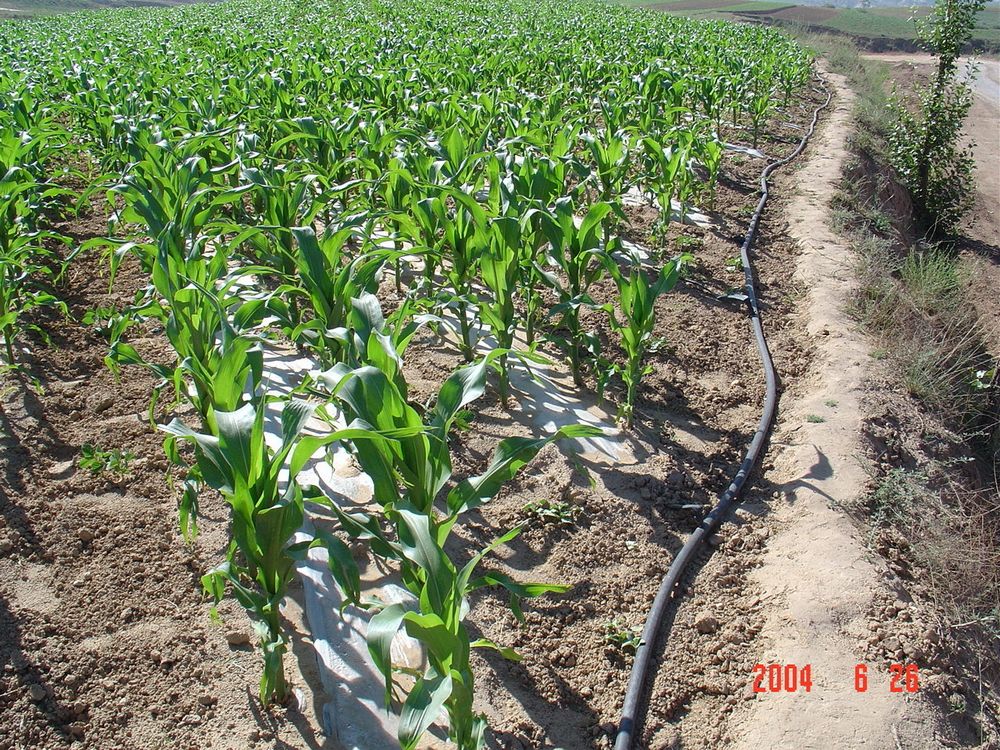 一般厂家在玉米收获后,都会收回旧滴灌带,折算一部分钱给农户,算下来
