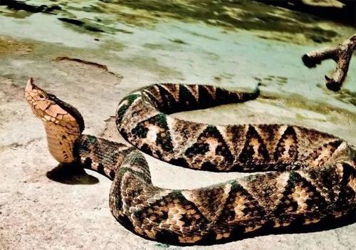 五步蛇和银环蛇谁的毒性更强?一个剧痛难忍,一个细如蚊叮