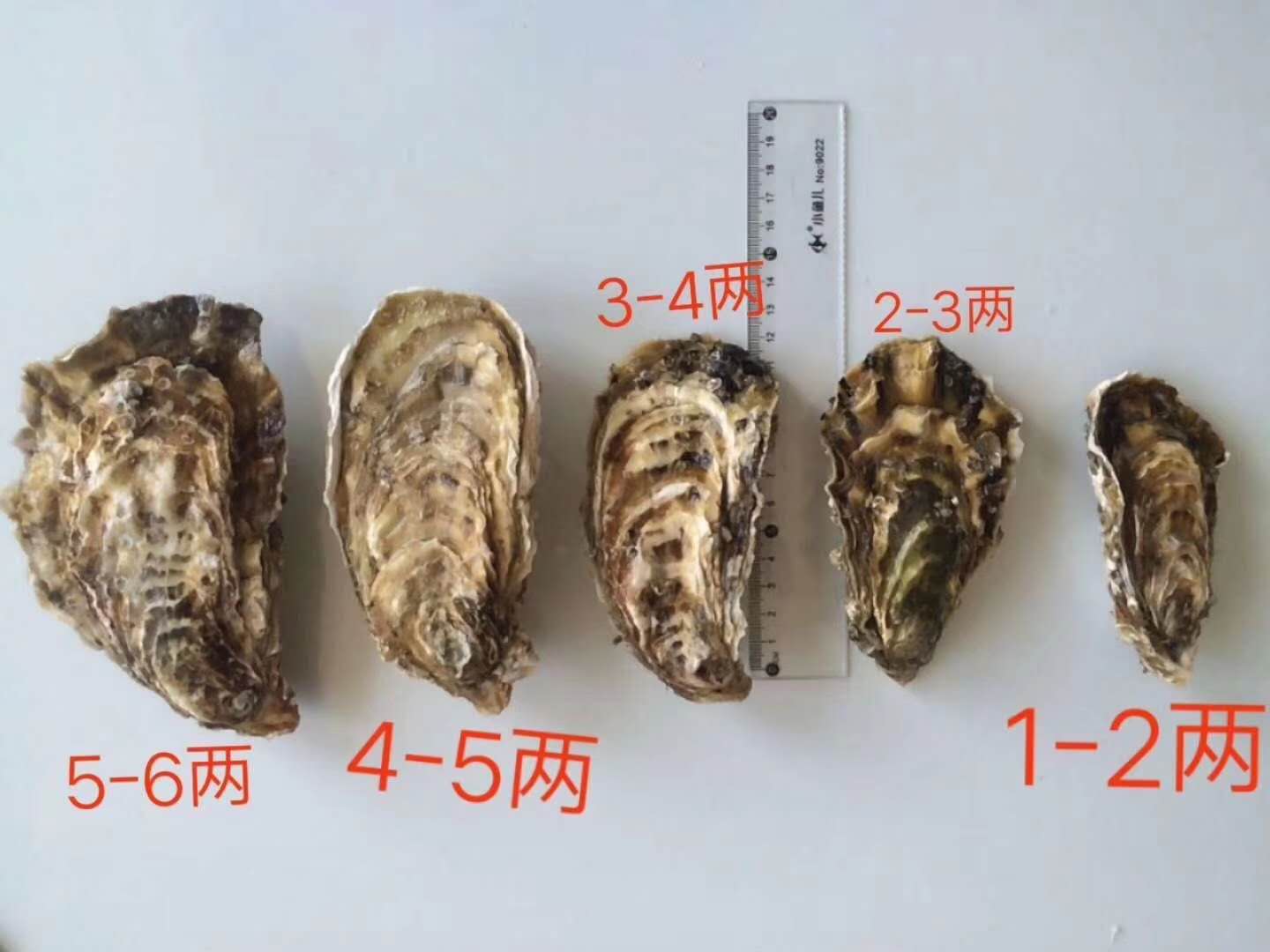 中国生蚝的品种图片