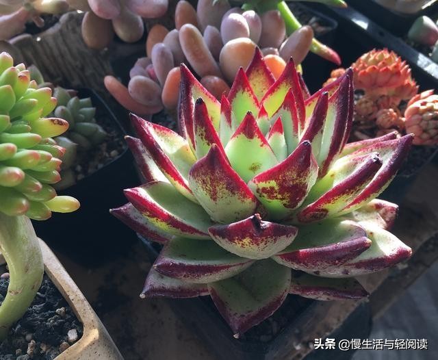 《慢生活·轻阅读》1742期